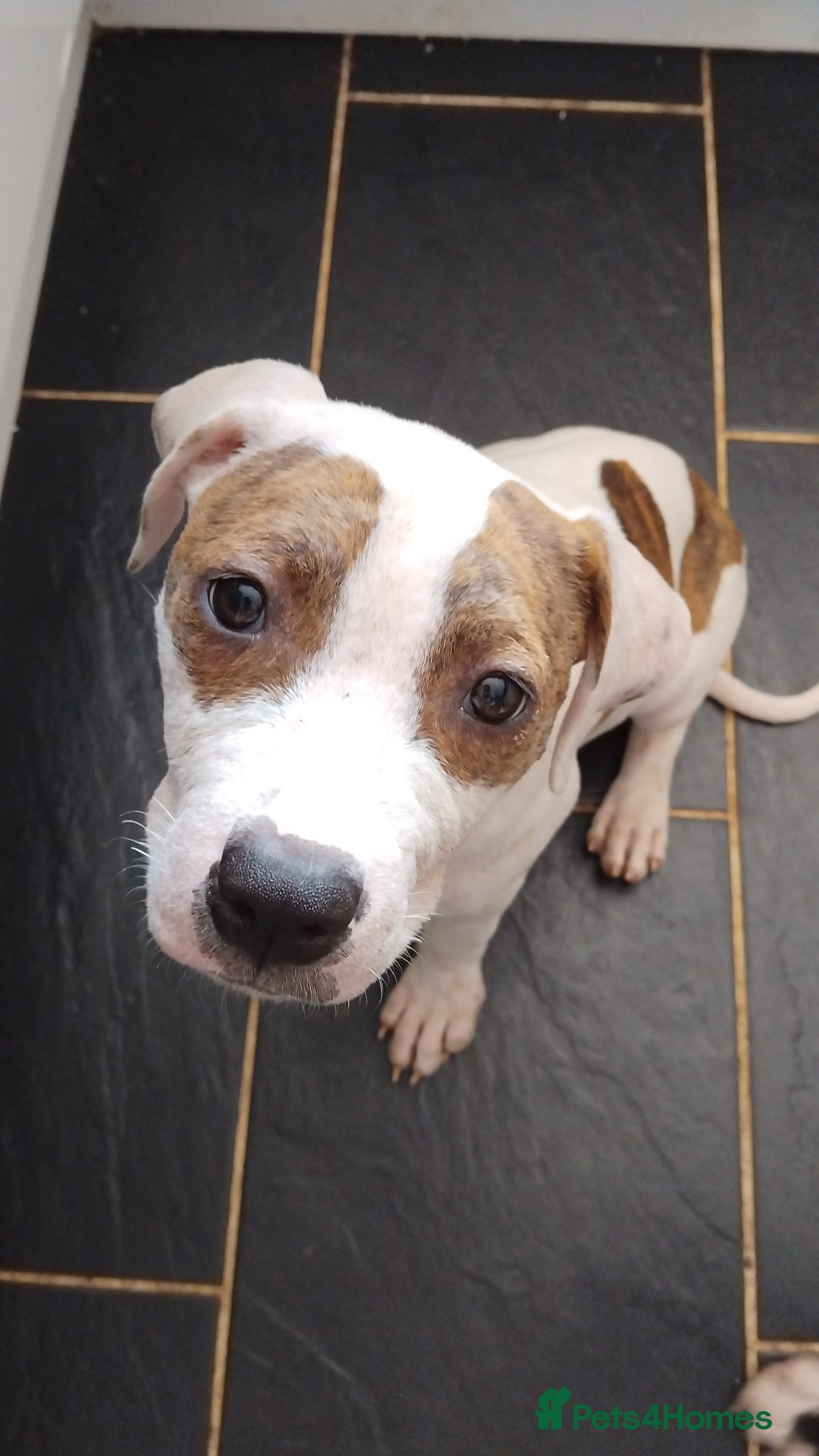 Staffordshire Bull Terrier dogs for sale:  Female 14 months/ female 2 years in Morecambe - Image 1