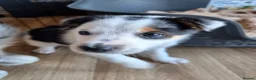 Mixed Breed dogs for sale: Beardie border x blue merle and tri coloured - Advert 4
