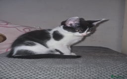 British Shorthair cats for sale: Tuxedo kittens  - Image 5
