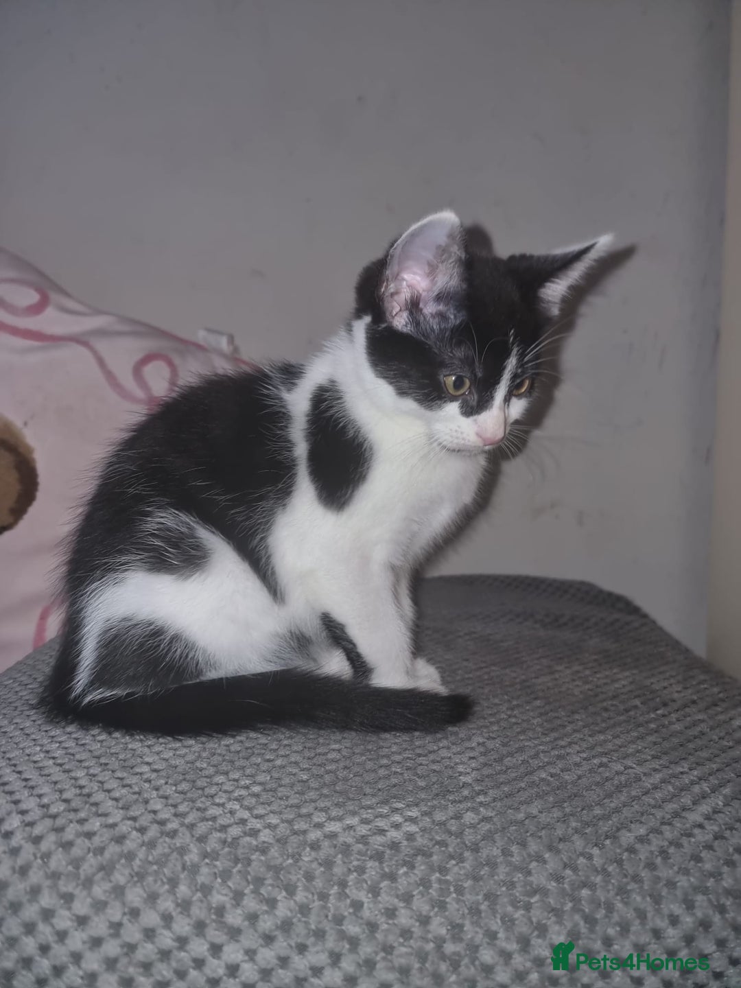 British Shorthair cats for sale: Tuxedo kittens  - Image 5