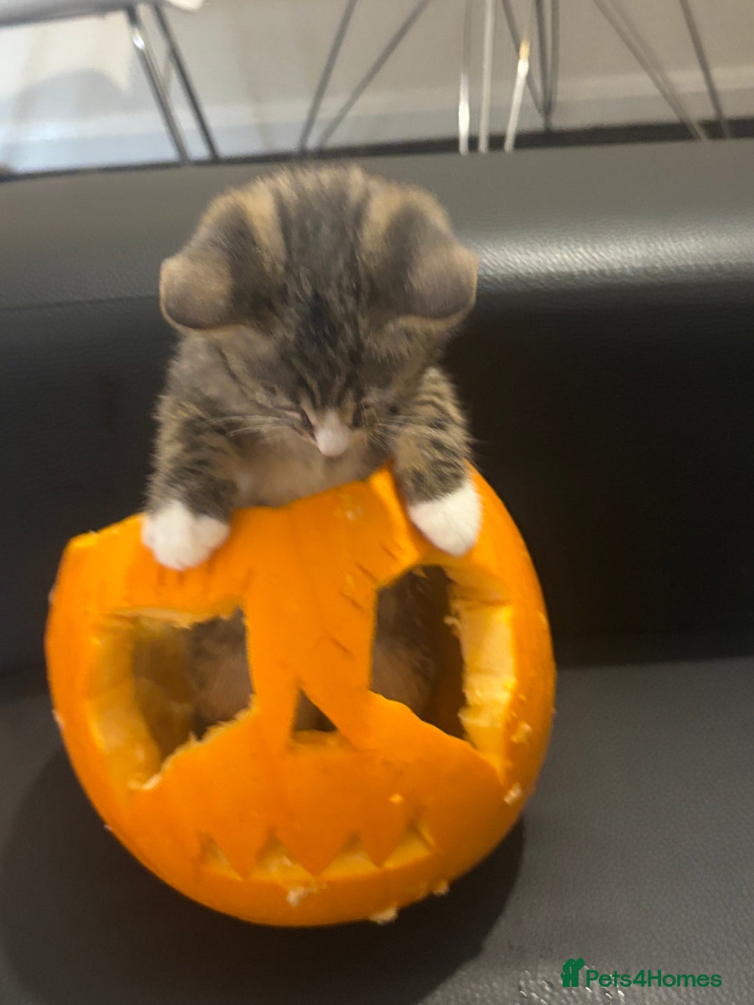 Mixed Breed cats for sale: 2 kittens rare coloured  - Advert 4