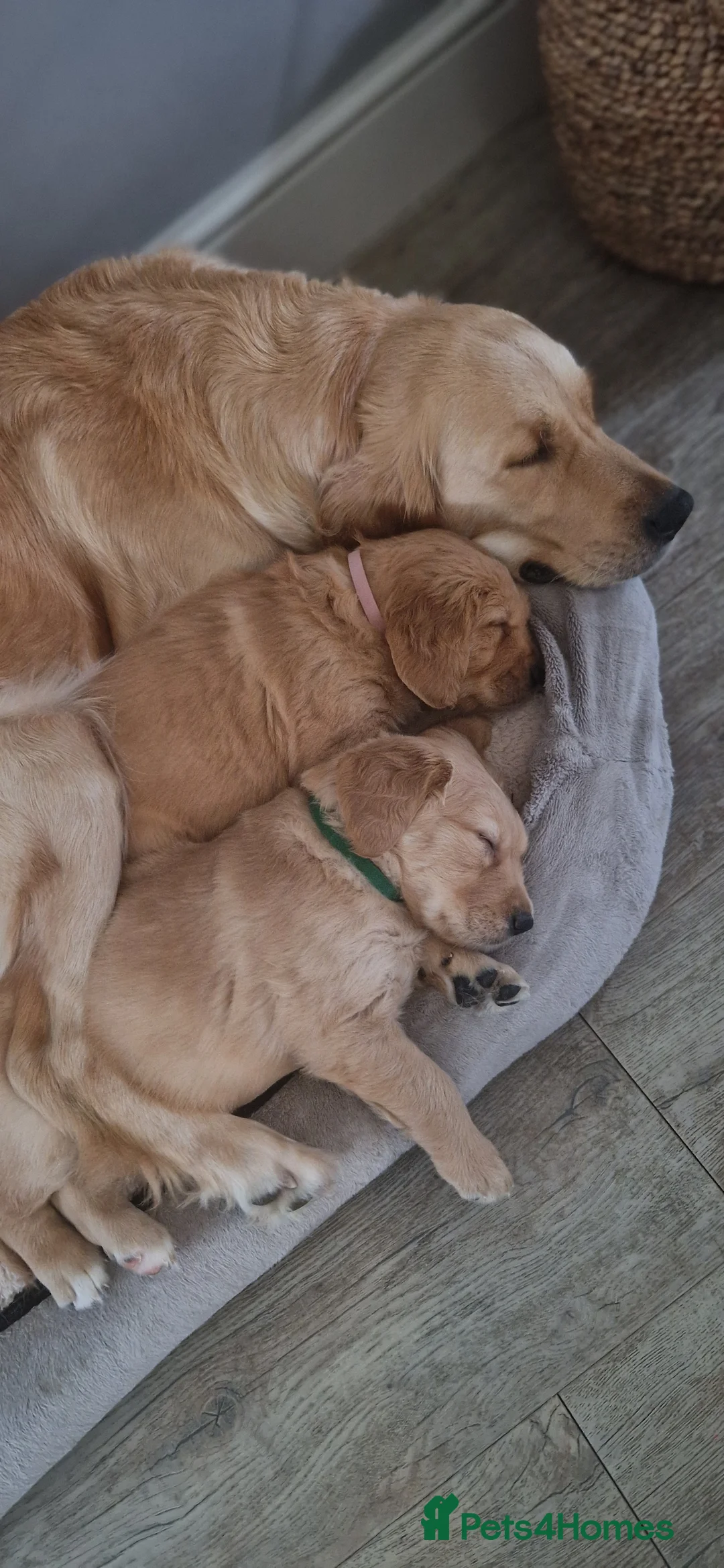Golden Retriever dogs for sale: Golden retrievers puppies 5 weeks old - Advert 1