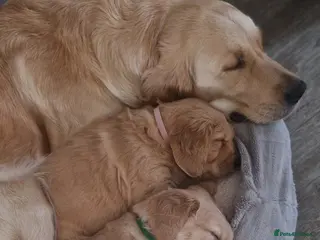 Golden Retriever dogs Golden retrievers puppies 5 weeks old - Advert 11