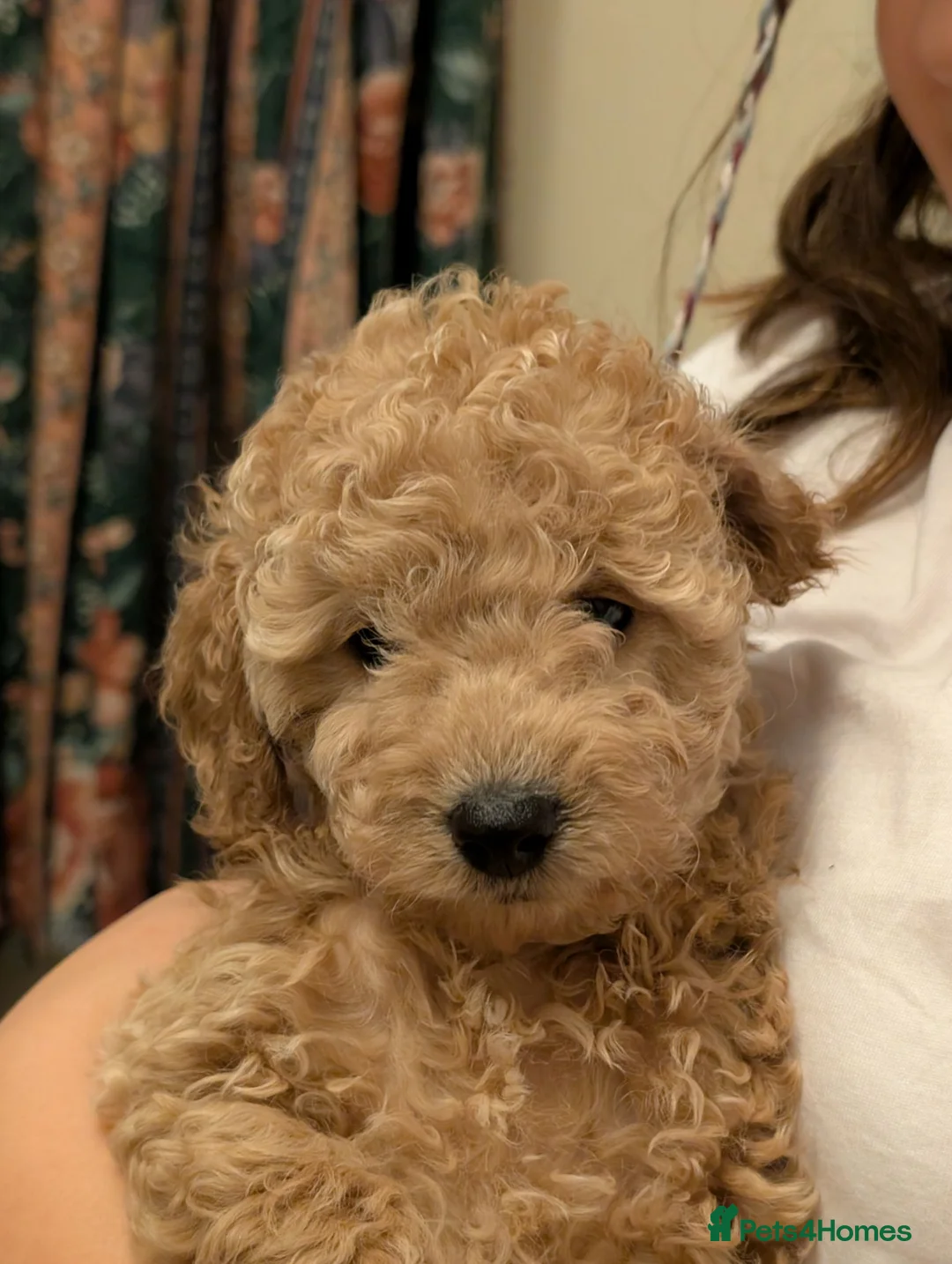 Toy Poodle dogs for sale: Toy poodle/cockapoo - Advert 2