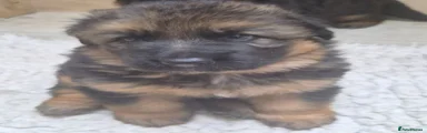 German Shepherd 2