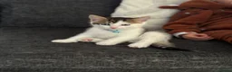 Mixed Breed cats for sale: 3 Gorgeous Kittens Looking for Their Forever Homes - Advert 4
