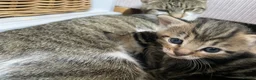 Mixed Breed cats for sale: Kittens : Ready to view  - Advert 8