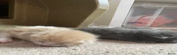 British Shorthair cats for sale: Stunning Litter of 7 Kittens Available to Reserve - Advert 4