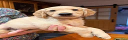 Golden Retriever dogs for sale: KC Registered Golden Retriever Puppies - Advert 6