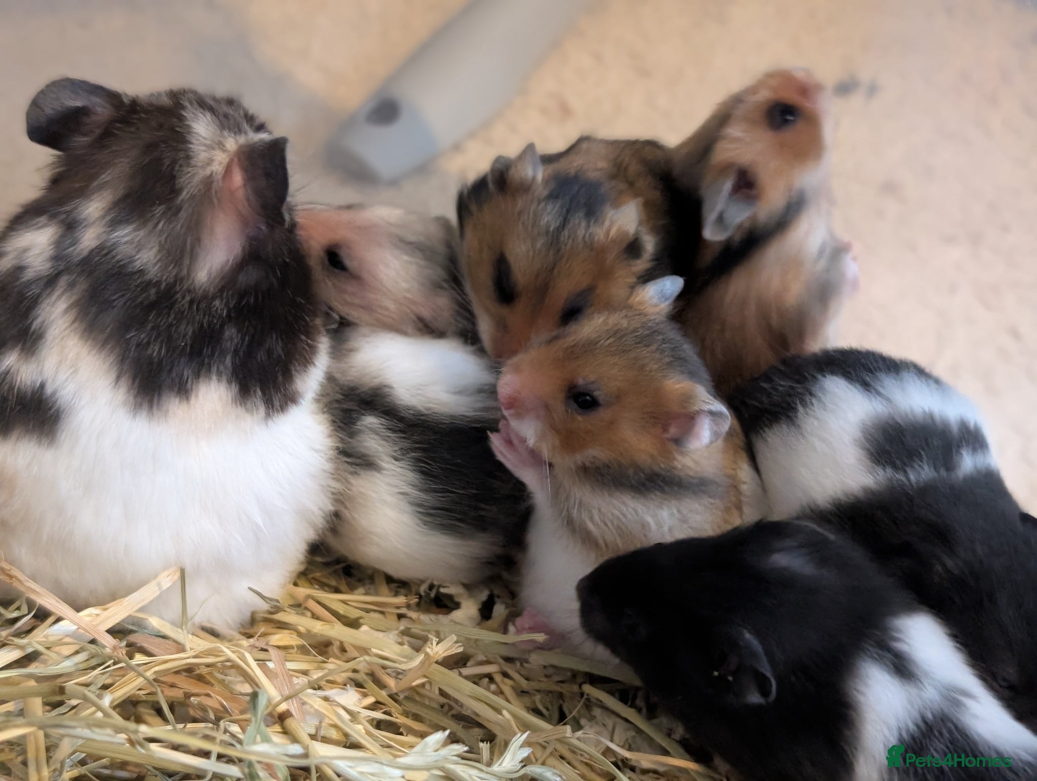 Hamster rodents Pedigree syrian hamsters  - Advert 20