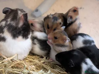 Hamster rodents Pedigree syrian hamsters - Advert 20