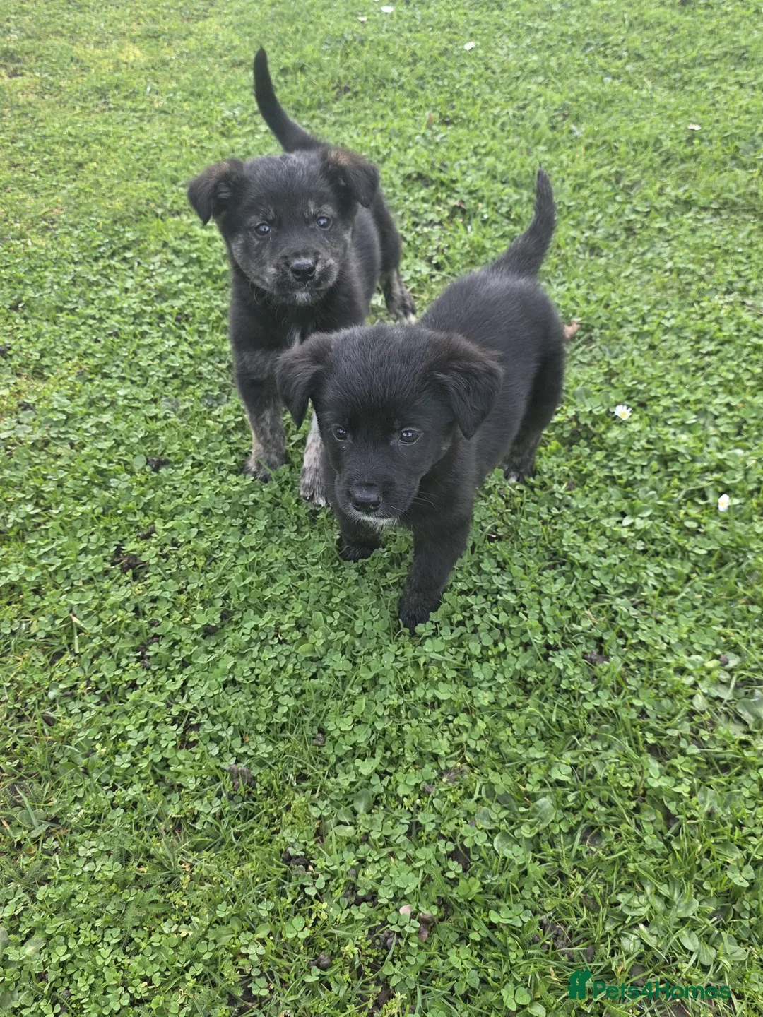 Golden Shepherd dogs for sale: Golden shepherd puppies  in Romford - Advert 12