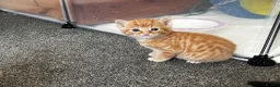 Mixed Breed cats for sale: 🐾 Adorable Kittens Looking for Loving Homes 🐾 in Milton Keynes - Advert 7