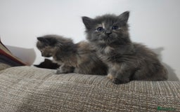 Nebelung cats for sale: Kittens  - Image 17