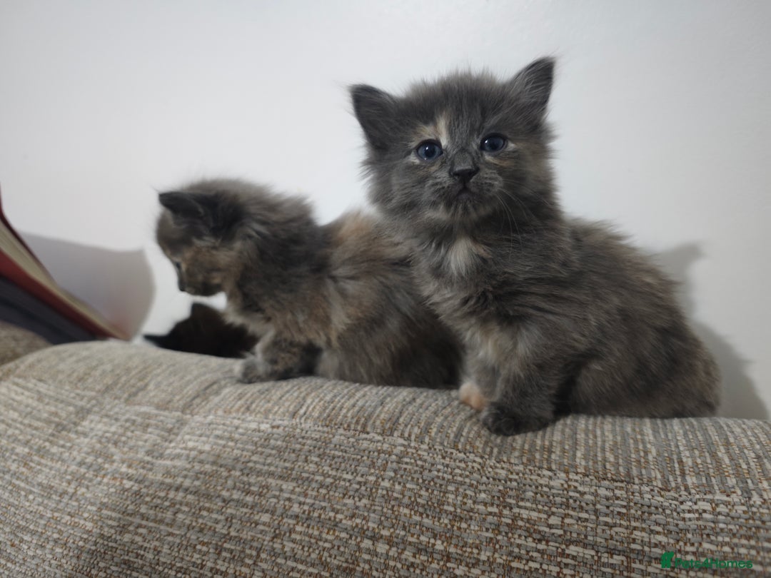 Nebelung cats for sale: Kittens  - Image 17