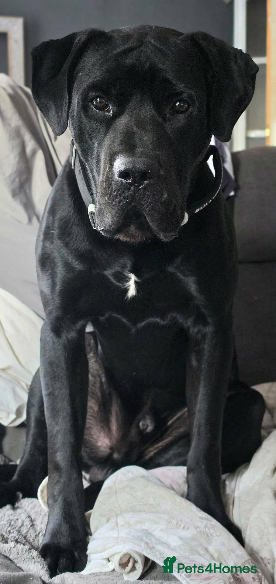 Cane Corso dogs Male Cane Corso. - Advert 6