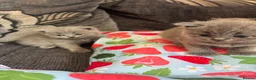 British Shorthair cats for sale: British blue shorthair GIRLS ready 20th June  - Advert 13