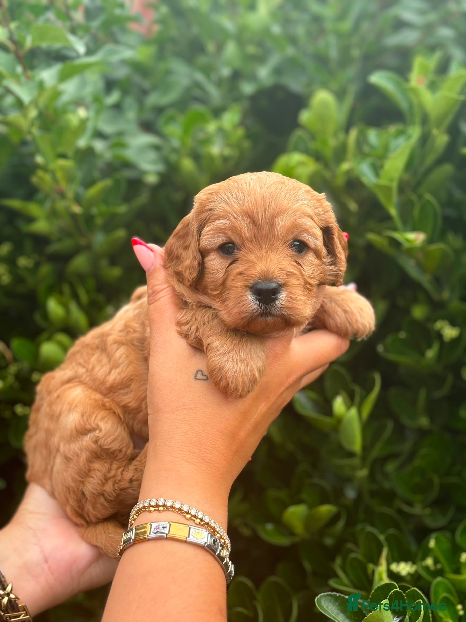 Cavapoo dogs Gorgeous Cavapoo  - Advert 18