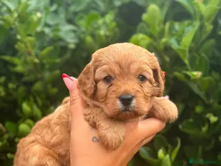 Cavapoo dogs Gorgeous Cavapoo - Advert 18