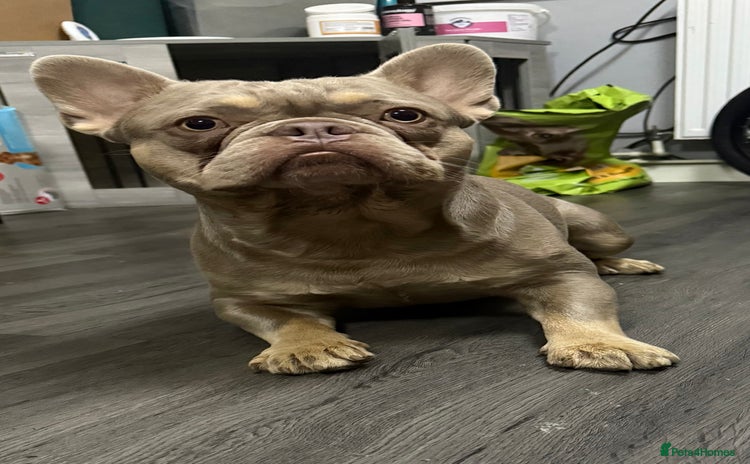 French Bulldog dogs - Advert 3