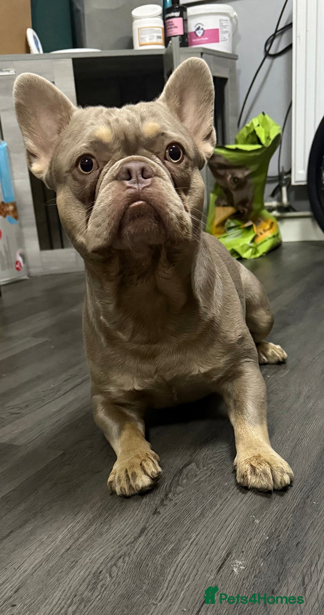 French Bulldog dogs for sale: Frenchie for rehoming  - Image 1
