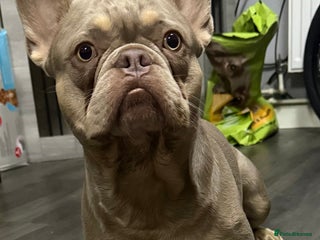 French Bulldog dogs - Advert 31