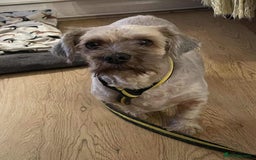 Shih Tzu dogs for adoption: Arlo - Fakenham Norfolk  - Image 3