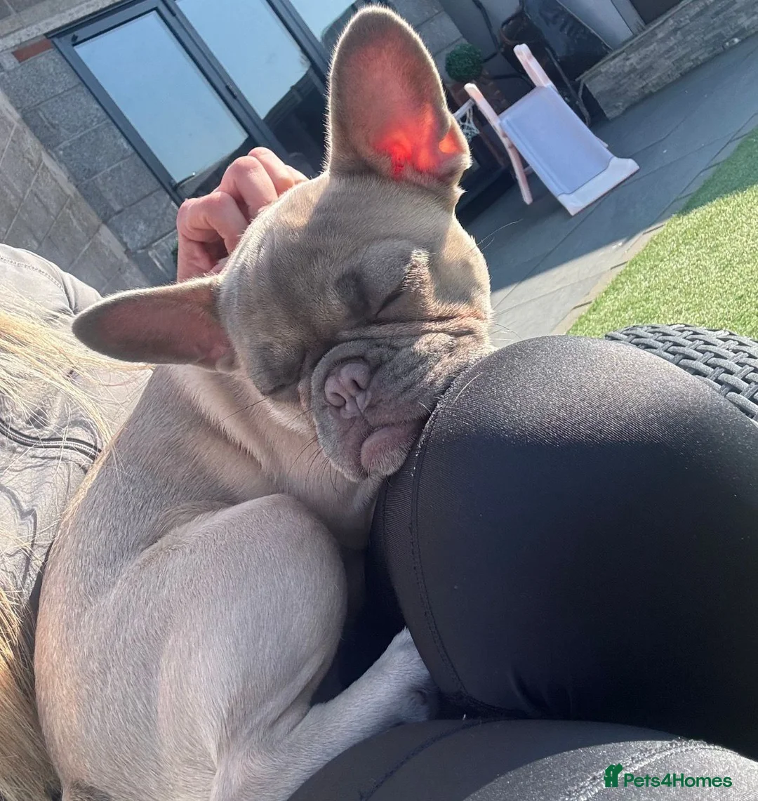 French Bulldog dogs for sale: Skye 🐾 🩵 looking for her forever home 🩵 - Advert 2