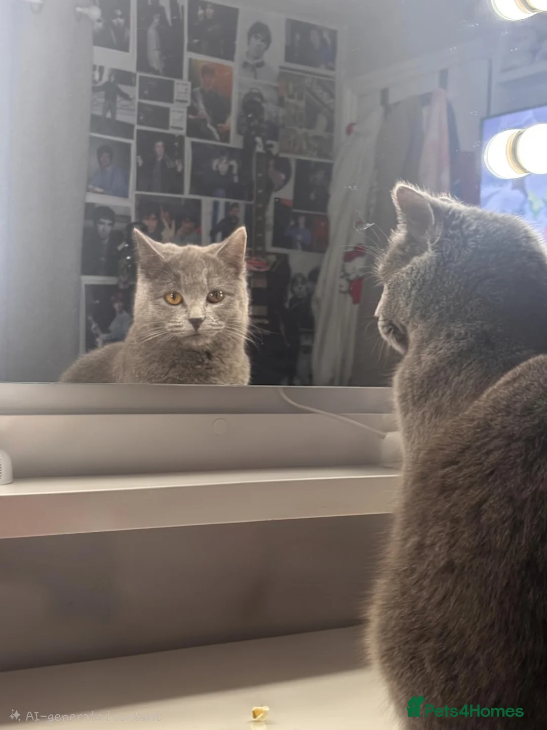 Scottish Fold cats for sale: Adorable kittens looking for loving homes in Coatbridge - Advert 1