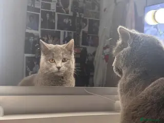 Scottish Fold cats Adorable kittens looking for loving homes - Advert 1