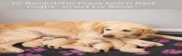 Golden Retriever dogs for stud: CREAM, PROVEN & FULLY DNA CLEAR, ICT 1 & 2 CLEAR - Advert 13