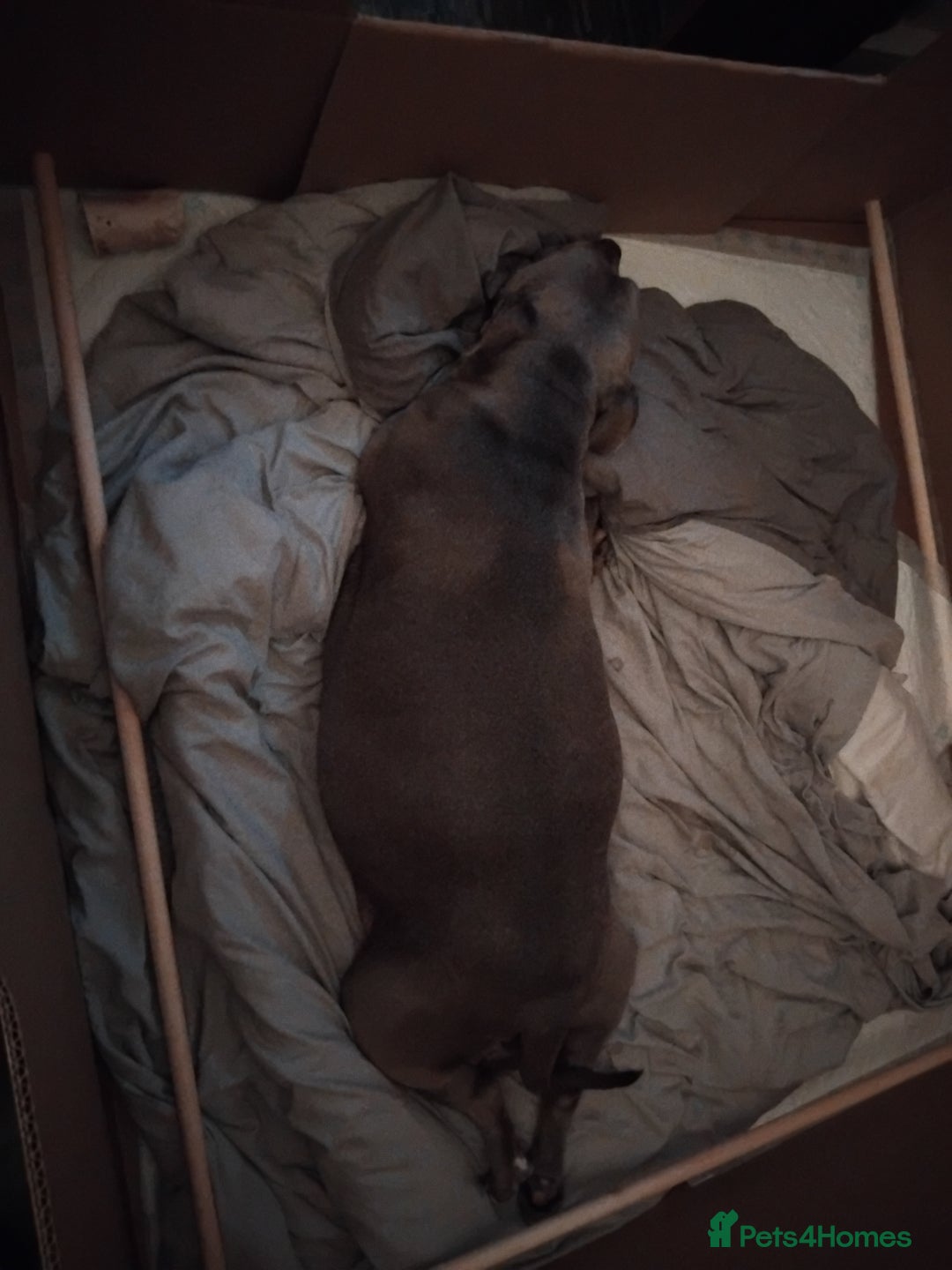 Mixed Breed dogs for sale: Staffordshire bull terrier X puppies - Advert 4