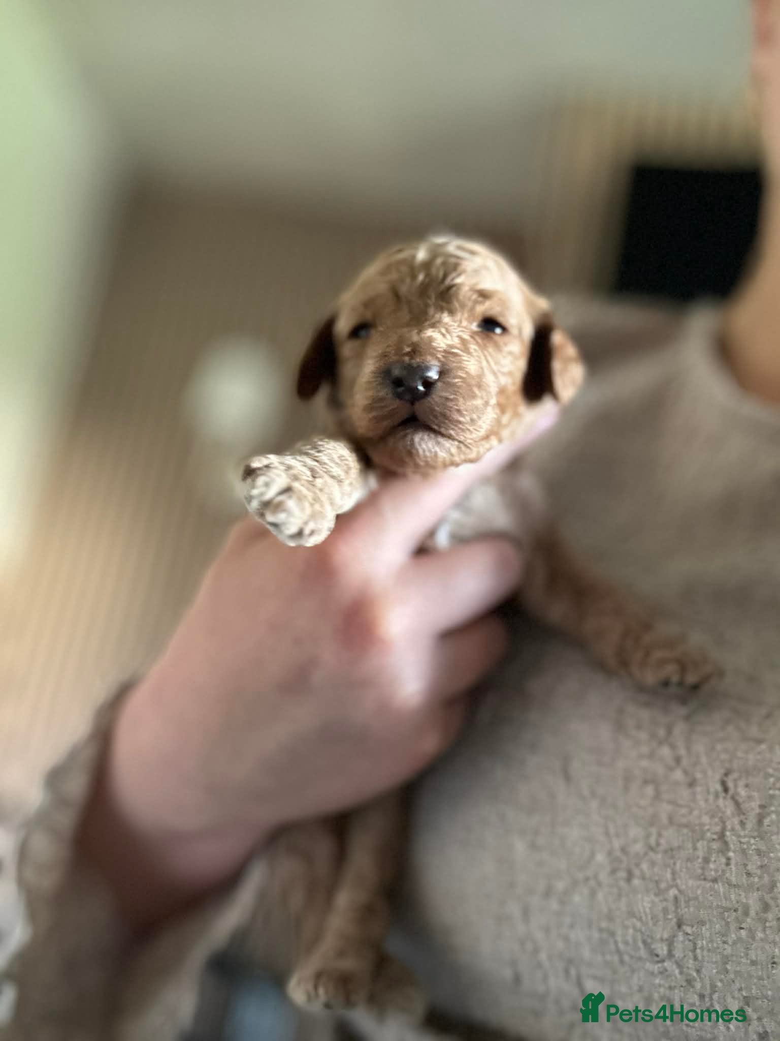 Cockapoo dogs for sale: Cockapoo - Advert 30