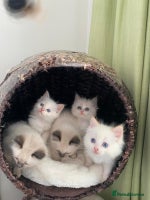 Ragdoll cats - Advert 10