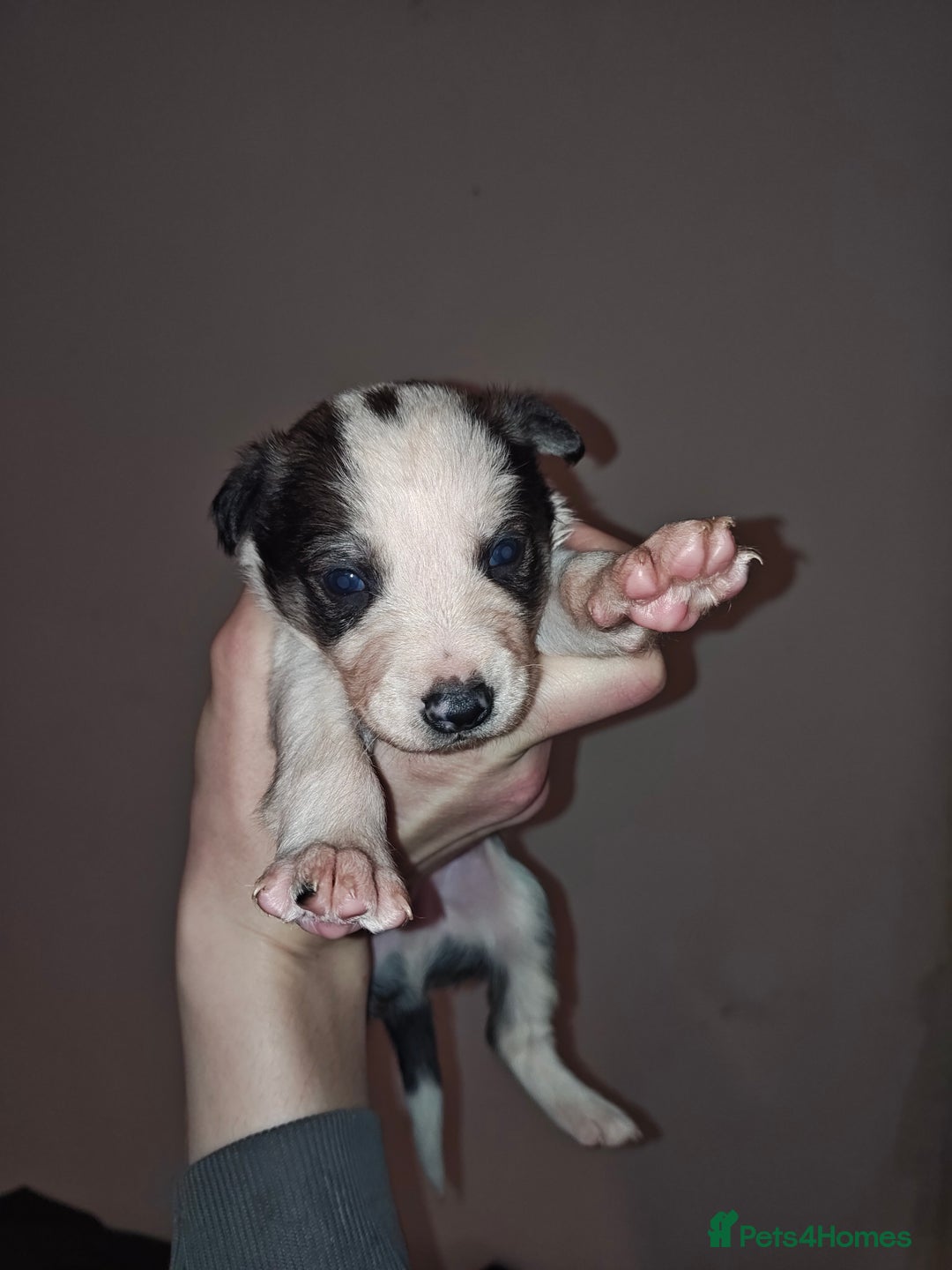 Mixed Breed dogs for sale: Border Collie X Husky/Whippet puppies for sale - Advert 5