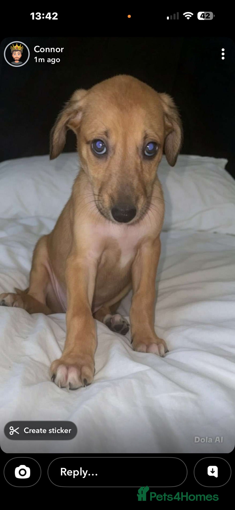 Lurcher dogs Puppy - Advert 1