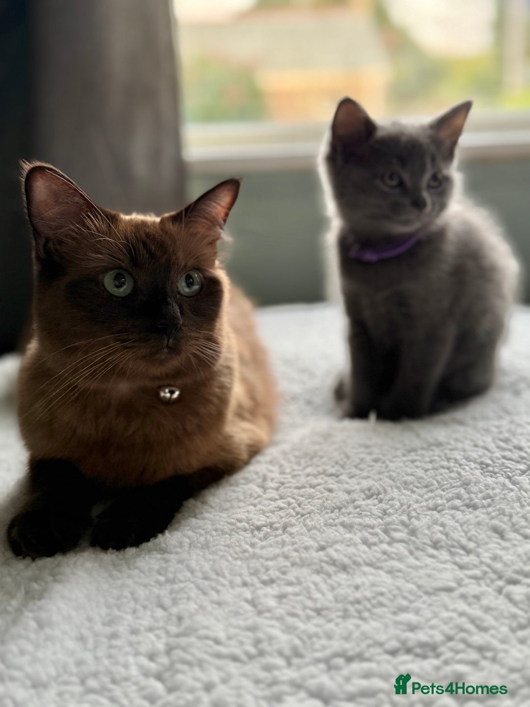 Ragdoll cats for sale: Ready Now Ragdoll x British Shorthair kittens  - Image 18