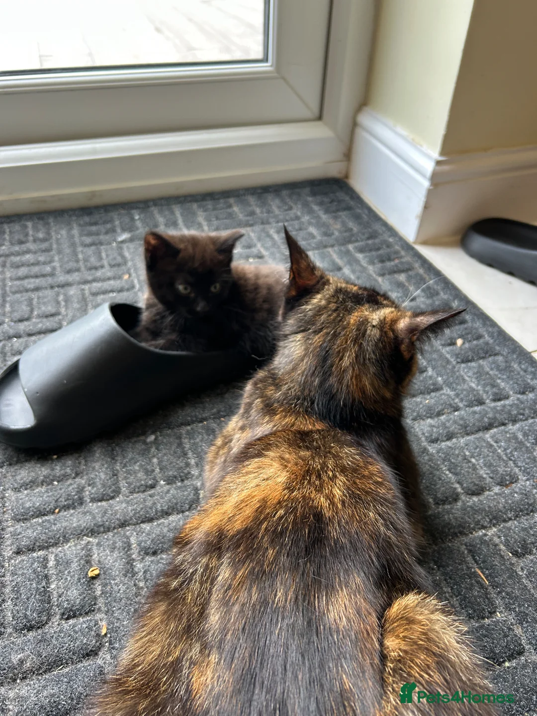 Mixed Breed cats for sale: Three well adjusted mixed breed Kittens  - Advert 12