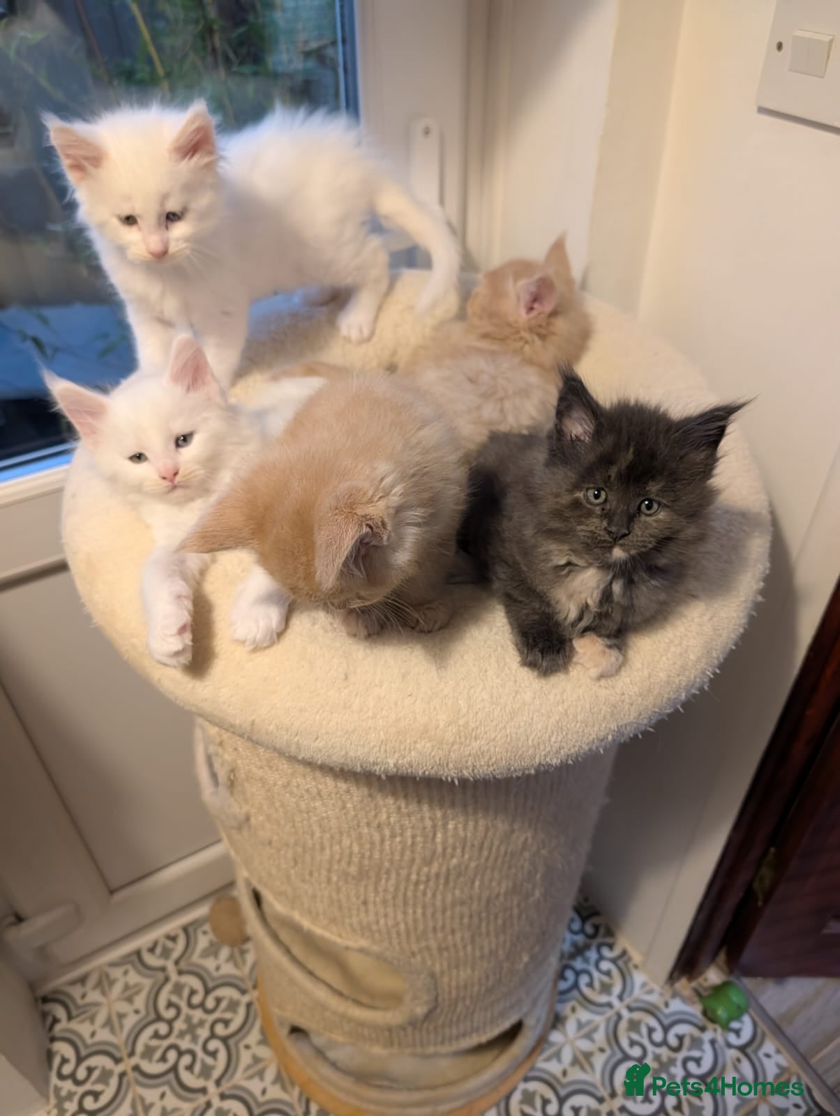 Maine Coon cats Beautiful Tica Registered Maine Coon Kittens  - Advert 3