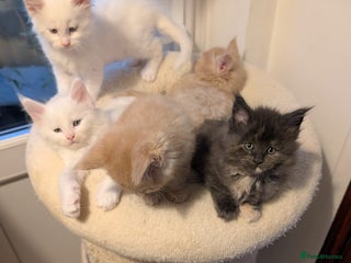 Maine Coon cats Beautiful Tica Registered Maine Coon Kittens - Advert 3