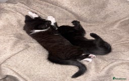 Bombay cats for sale: Milkshake and shadow - Image 1
