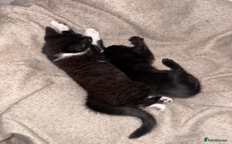 Bombay cats - Advert 1