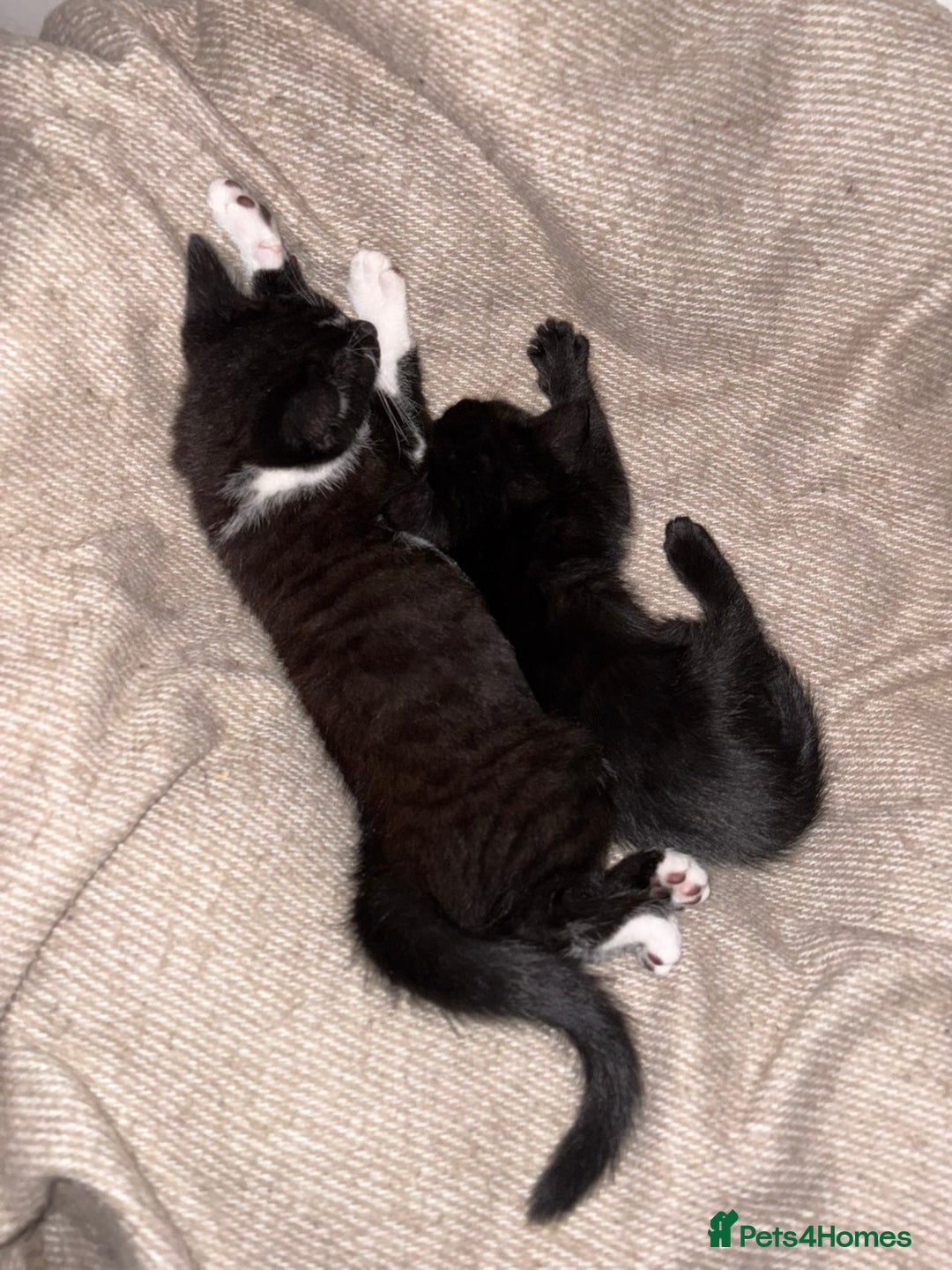 Bombay cats for sale: Milkshake and shadow - Image 1