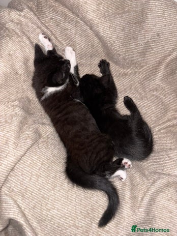 Bombay cats - Advert 2