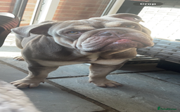English Bulldog dogs for sale: English Bulldog for sale 👀 - Image 4