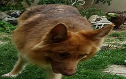 German Shepherd dogs for sale: German Shepherd pups ready end of August  - Image 32