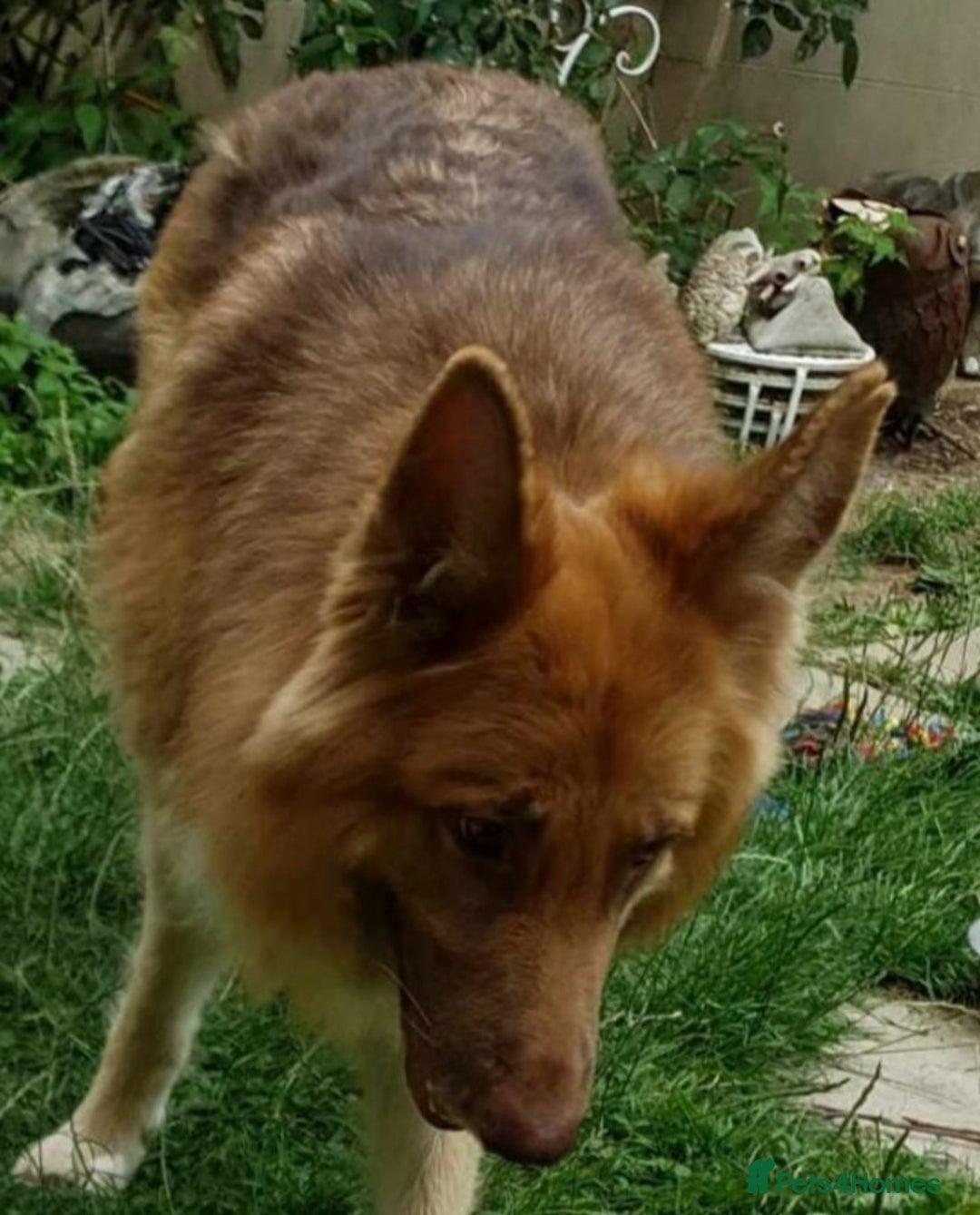 German Shepherd dogs for sale: German Shepherd pups ready end of August  - Image 32