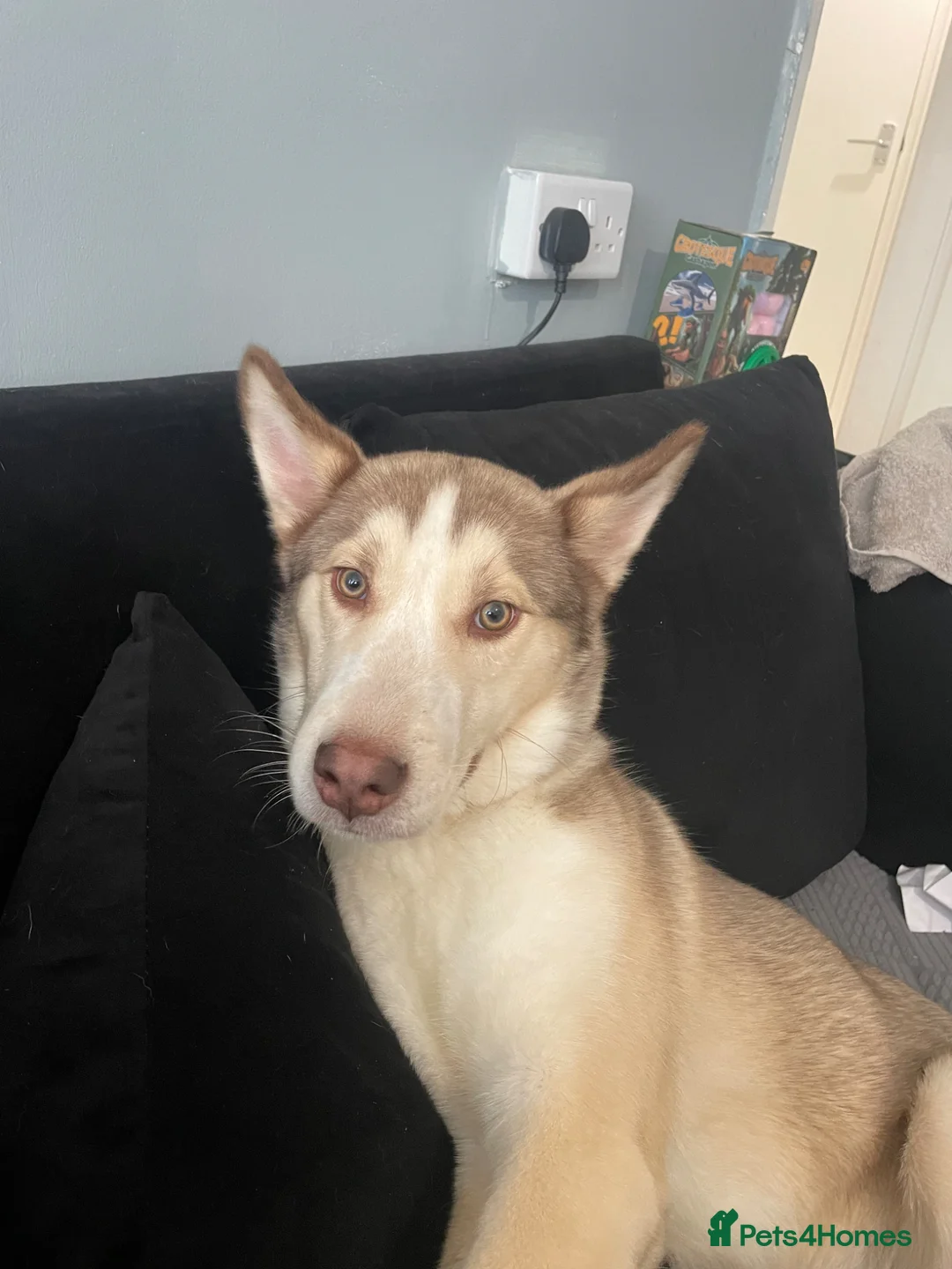 Utonagan dogs for sale: Need new loving home for my husky  - Advert 2