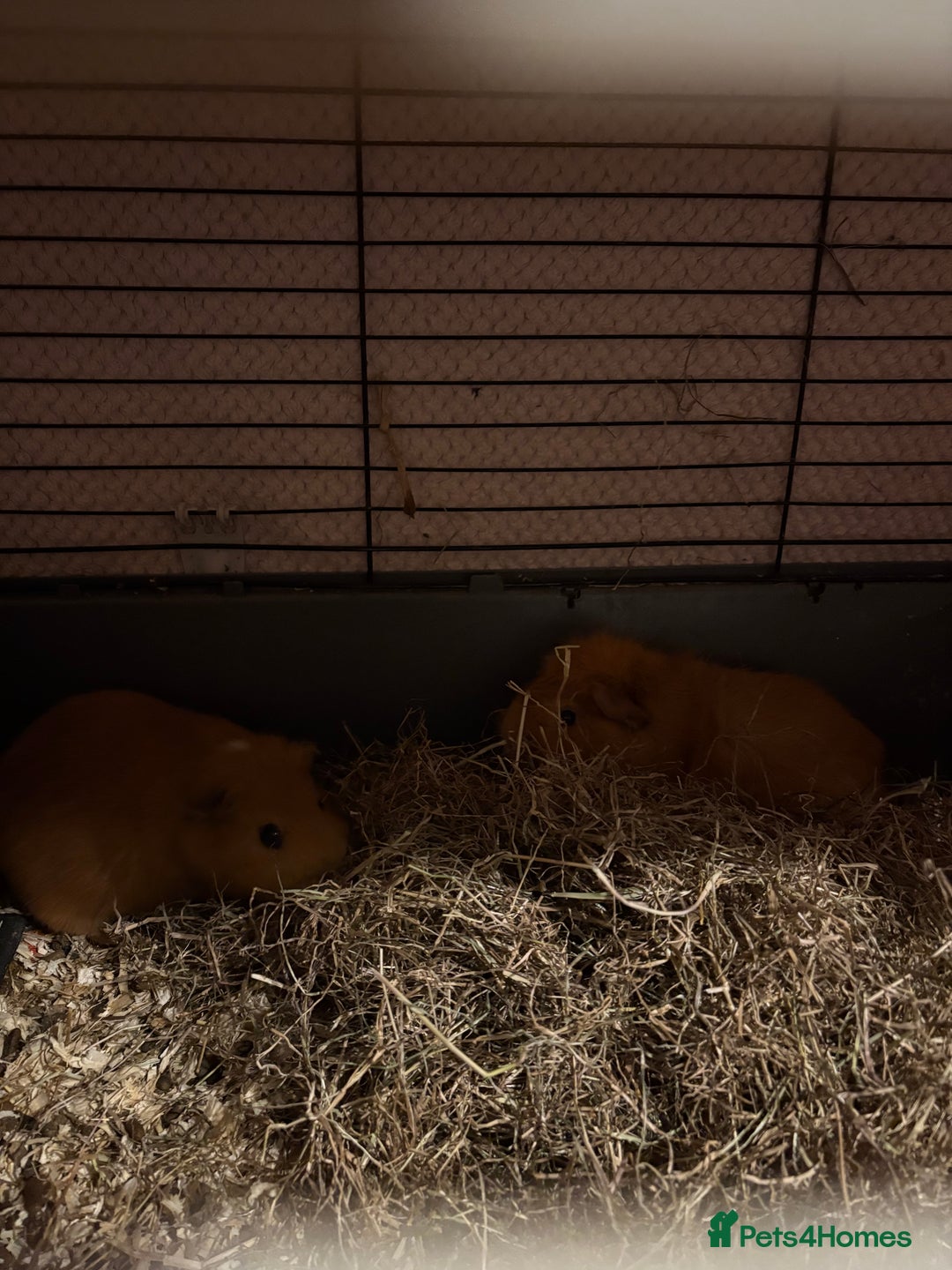 Guinea Pig rodents for sale: 2 male guinea pigs for rehome - Advert 6