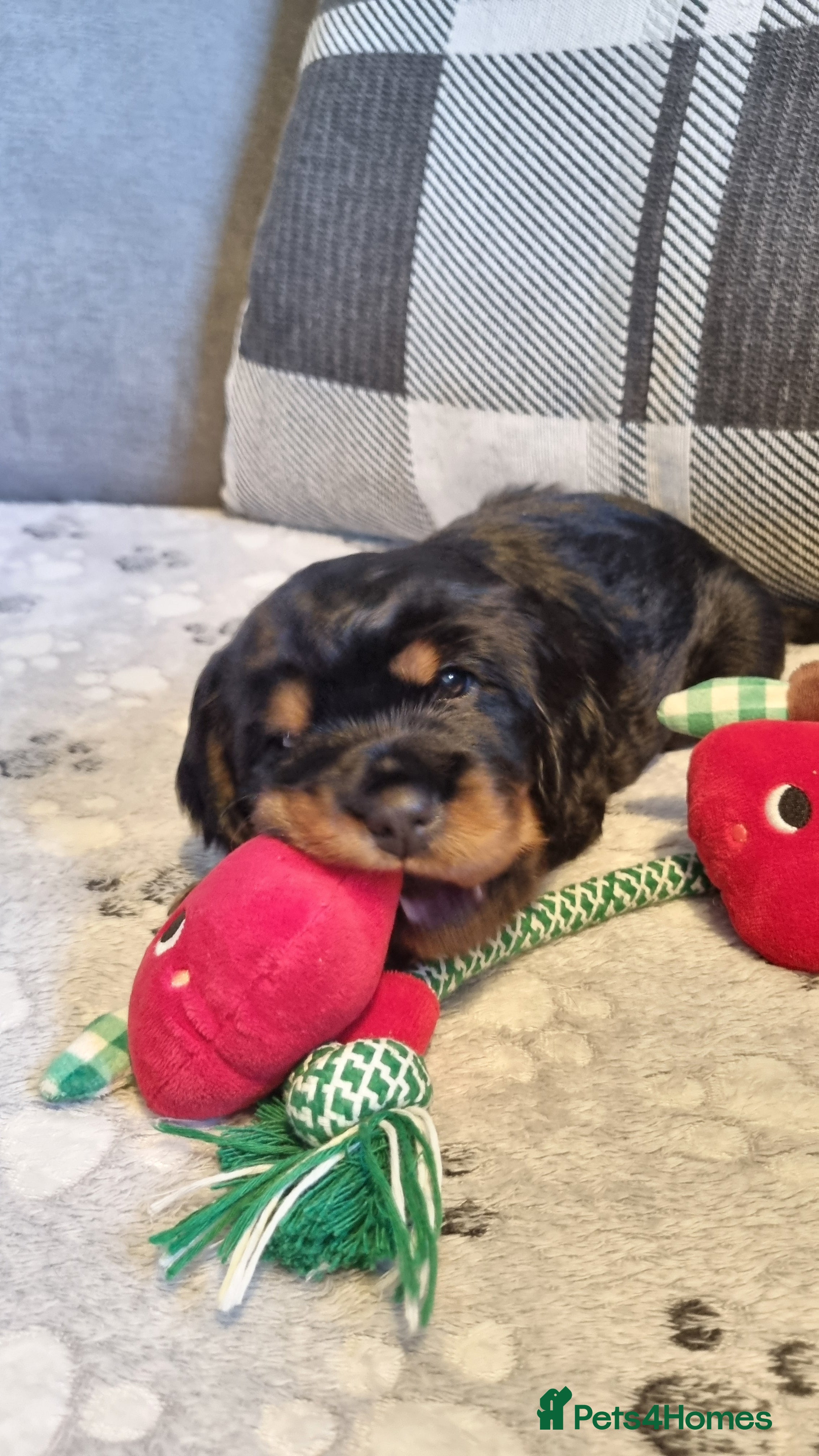 Cocker Spaniel dogs for sale: 🐾 Beautiful Show Type Cocker Spaniel Puppies - Advert 30